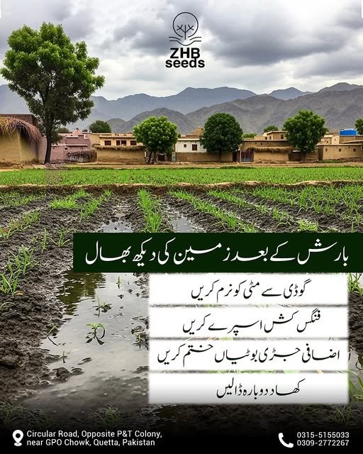 538633248_789359880703298_2248657277285835613_n